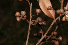 Eucalyptus carnea