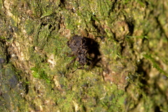 Phrynixus astutus