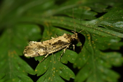 Atomotricha