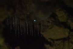 Arachnocampa luminosa