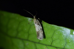 Trachypepla importuna