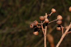 Eucalyptus carnea