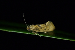 Atomotricha