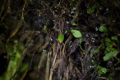 Forsteropsalis pureora