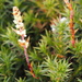Richea continentis - Photo (c) karenbennetts,  זכויות יוצרים חלקיות (CC BY-NC), הועלה על ידי karenbennetts