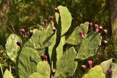 Opuntia anahuacensis