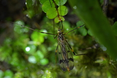 Gynoplistia fimbriata
