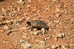 Testudo marginata