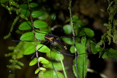 Forsteropsalis pureora