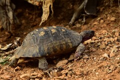 Testudo marginata