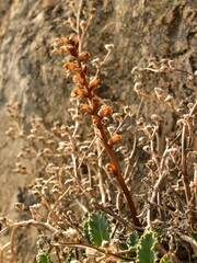 Orobanche