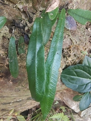 Deparia lancea