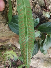 Deparia lancea
