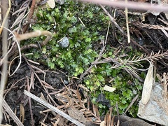 Fissidens dubius