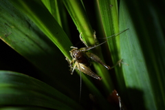Hemiandrus