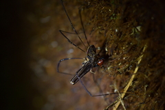 Forsteropsalis pureora