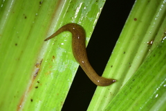Australopacifica
