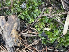 Fissidens dubius