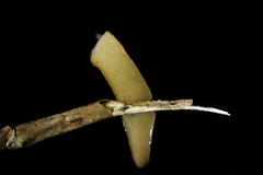 Australopacifica
