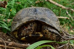 Testudo marginata