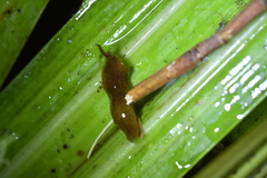 Australopacifica