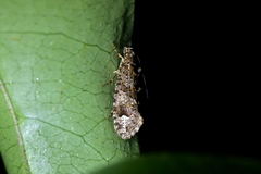 Lysiphragma epixyla