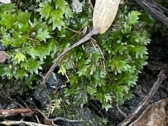 Fissidens dubius