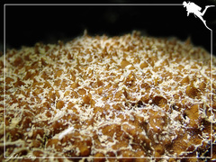 Actinopyga echinites