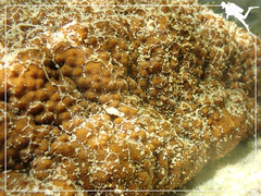 Actinopyga echinites