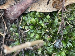 Fissidens dubius