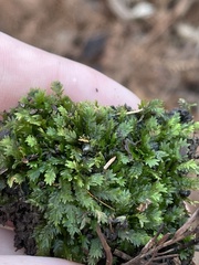 Fissidens dubius