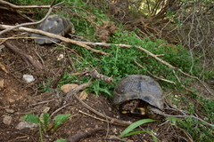 Testudo marginata