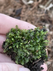 Fissidens dubius
