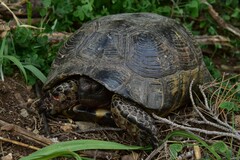 Testudo marginata