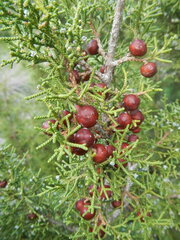 Juniperus phoenicea