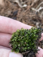 Fissidens dubius