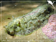 Dolabrifera dolabrifera