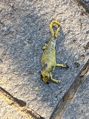 Chamaeleo zeylanicus