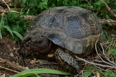 Testudo marginata