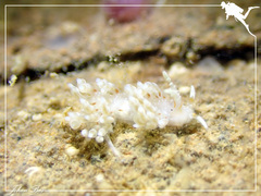 Eubranchus