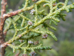 Juniperus phoenicea