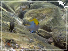 Neoglyphidodon melas