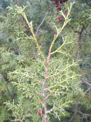 Juniperus phoenicea