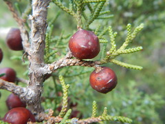Juniperus phoenicea