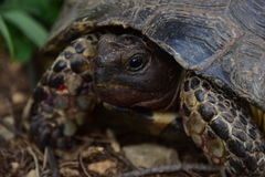 Testudo marginata