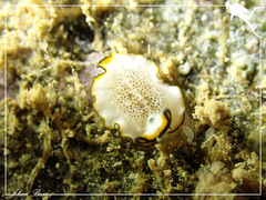 Pseudoceros heronensis