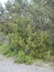 Juniperus phoenicea