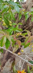 Myrcia