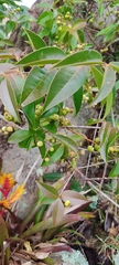 Myrcia