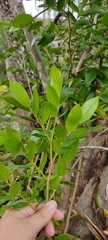 Myrcia